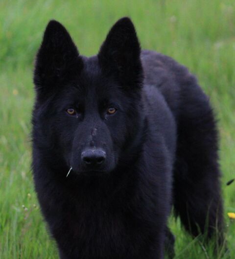 Chiots Berger Allemand noir Lof 1200 85370 Mouzeuil-saint-martin
