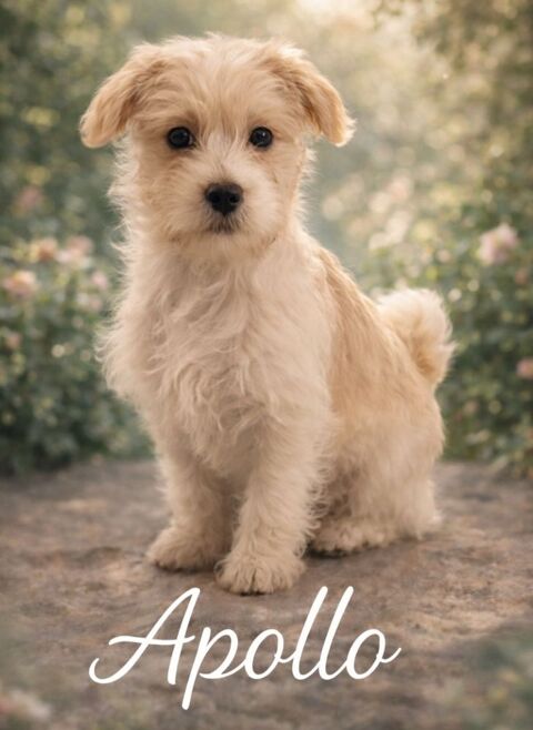 Chiots x yorkshire 650 14100 Beuvillers