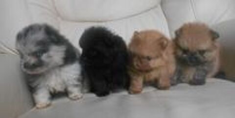   Adorables chiots Spitz de Poméranie nain ou micro nonLOF 