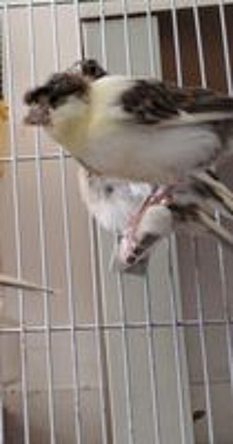   Canaris 