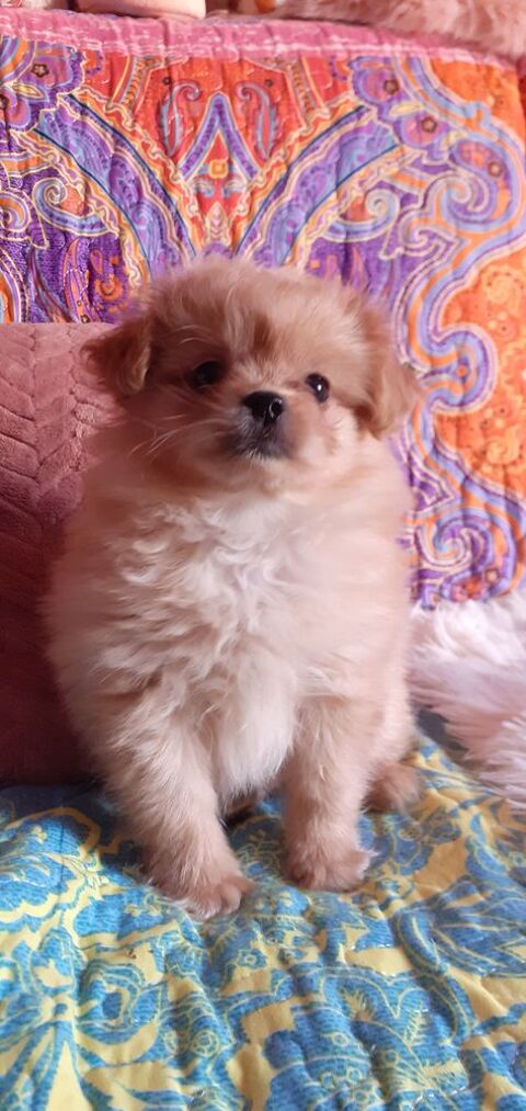 Chiot "Shi Pom" (fac de paiement en 3 fois) 850 60130 Wavignies