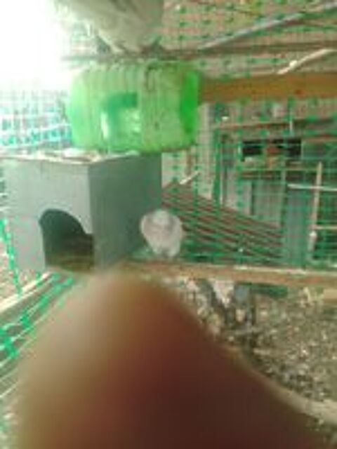   Pigeon texan  