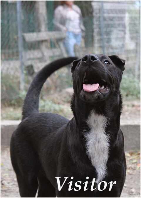 BANZAI, crois&eacute; shar pei, 2 ans 0 66000 Perpignan