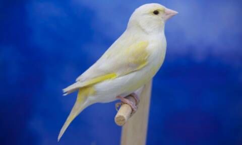 verdier mutation satin male et femelle 74380 Cranves-sales