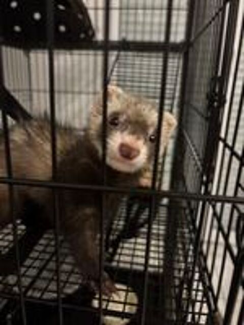   Furet 