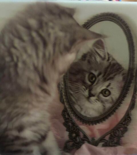 cadre 3D. 5 Sabl�-sur-Sarthe (72)