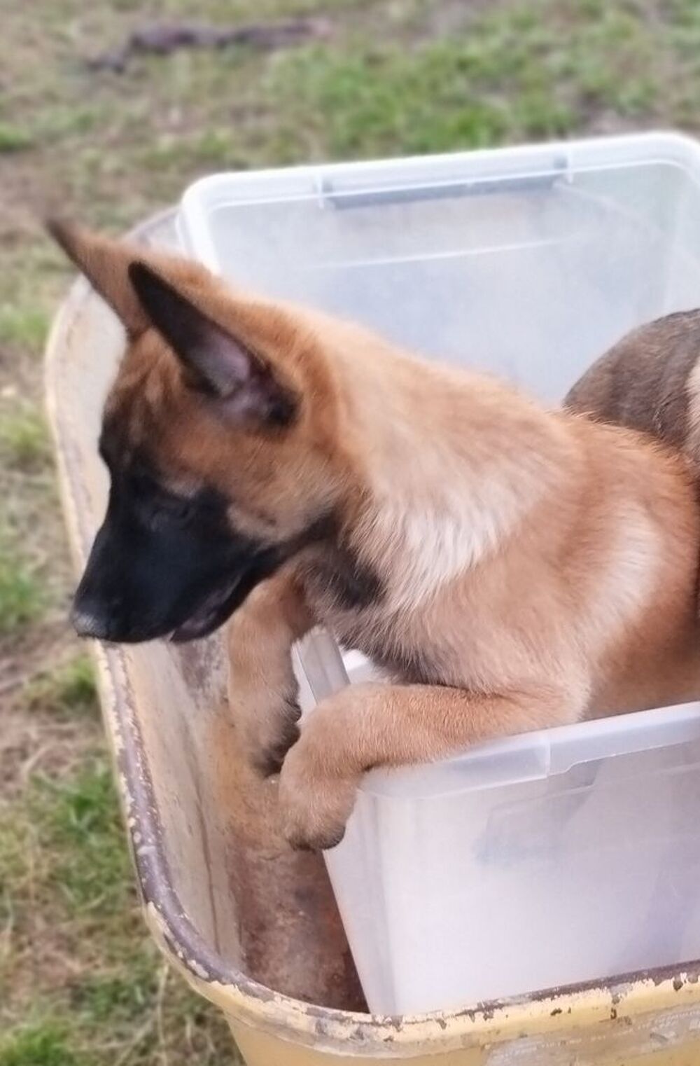   Beaux chiots Bergers Belges Malinois de pures, races 