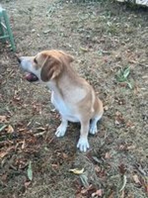   Tabac adorable chiot de troupeau
candidat à l'adoption 