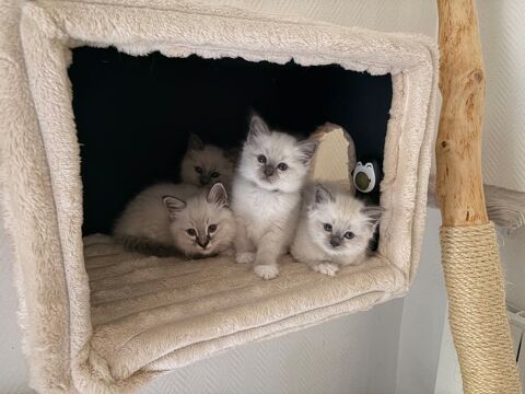  4 chatons Sacr&eacute; de Birmanie LOOF &agrave; r&eacute;server (Normandie) 1000 27350 Brestot