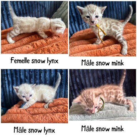 Chatons bengal LOOF 1500 75001 Paris