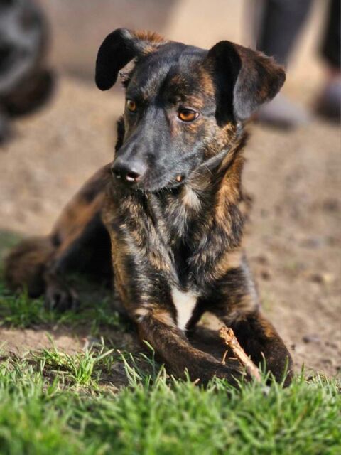 Caramel à l'adoption 320 28260 Saussay