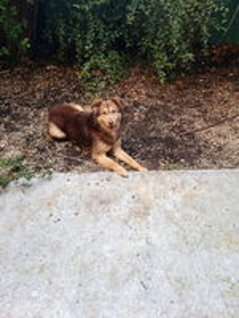   cherche personne  pour adopter un chien roumain atypique 