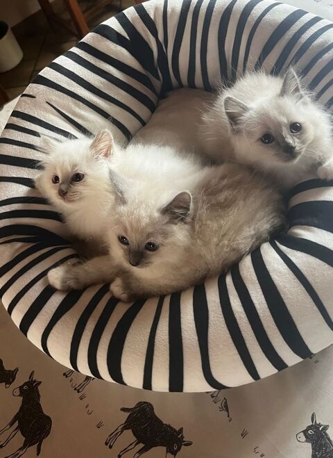 chatons Sacr&eacute; de Birmanie 700 62910 Éperlecques