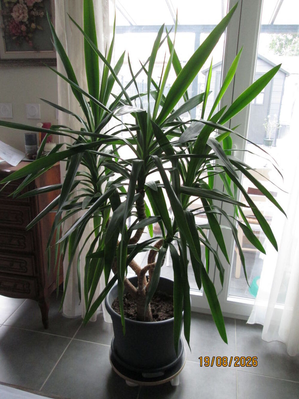 plante yucca Décoration