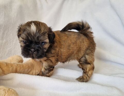 Chiot shih tzu lof disponibles 
1000 17000 La rochelle