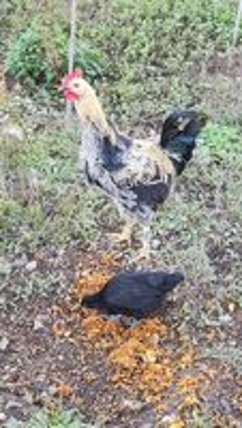   Coq de 05/2026 