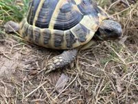   Tortue terre - Hermann Boettgeri  