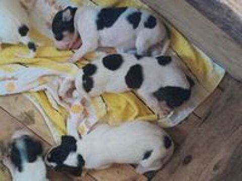   Chiots mâles Ariégeois  