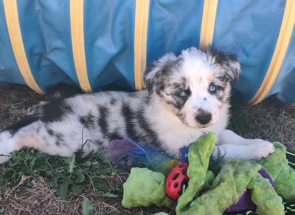   A réserver border collie mâle lof 
