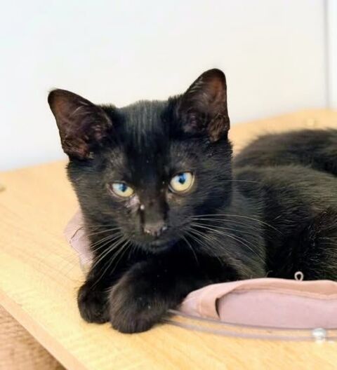 Chat GREY à l adoption 110 26130 Saint-restitut