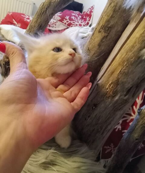 Magnifique B&eacute;b&eacute; Maine Coon m&acirc;le Red Silver 1600 77300 Fontainebleau