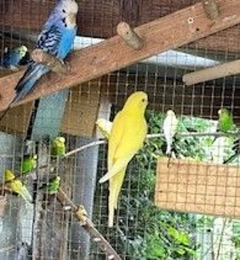   JEUNES PERRUCHES 2025 