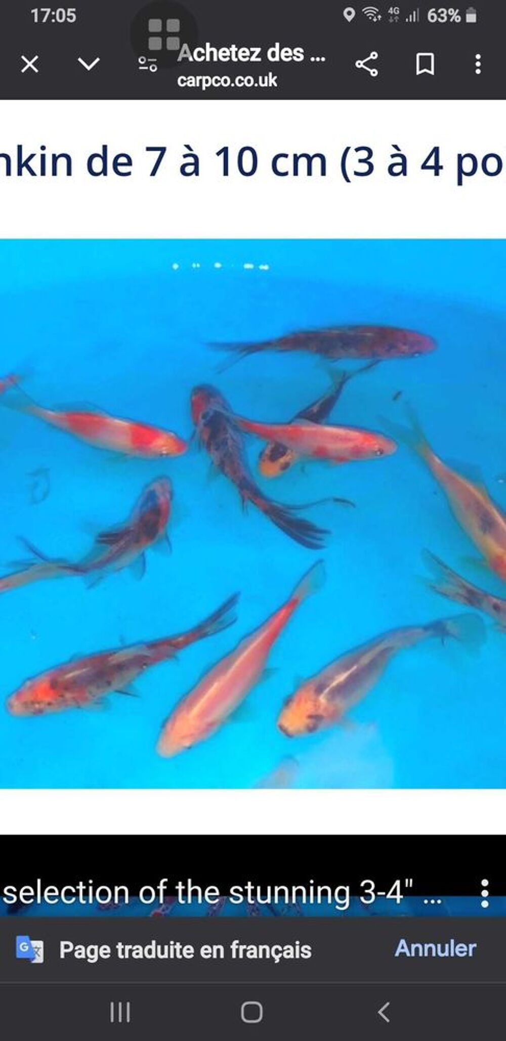 Poissons shobunkins en trop de 2cm a 15cm Jardin