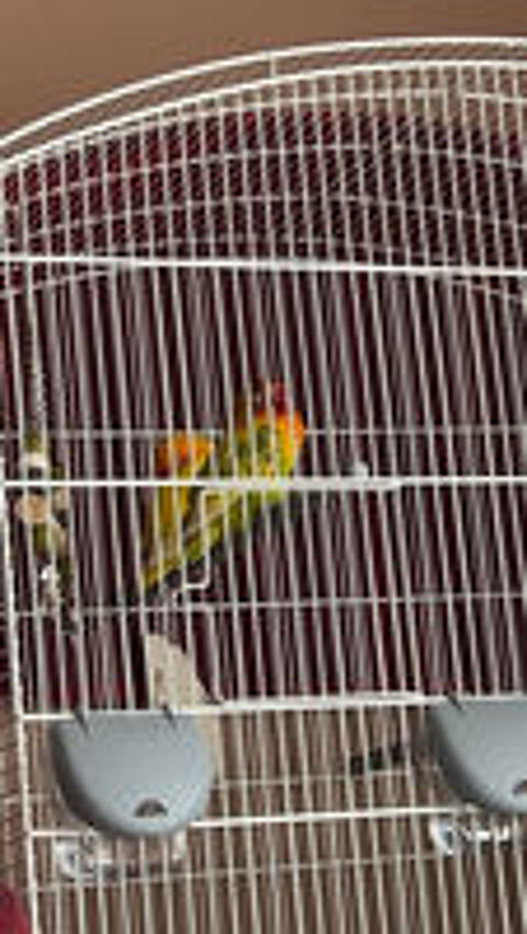   2 PERRUCHES (COUPLE) + CAGE 