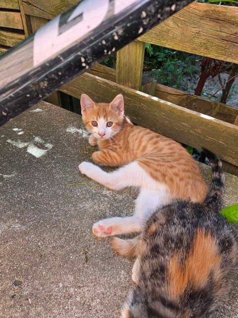 Don Chaton  0 92190 Meudon