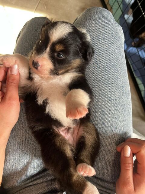 Chiots berger australien lof initié au cavage 1300 26230 Valaurie