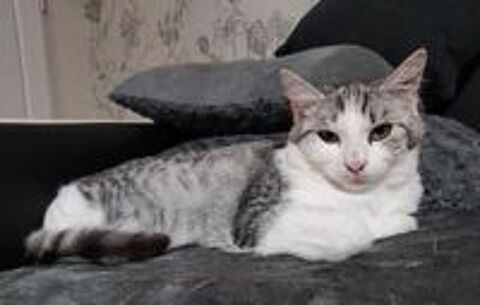   Scarlett, mignonne chatonne !!! 