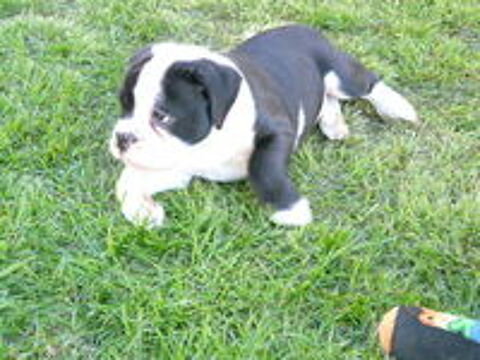   CHIOTS BULLDOG CONTINENTAL  