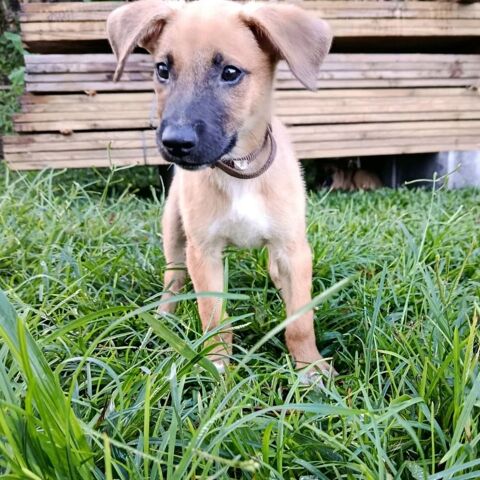 ✨️ LUCIUS ✨️ 🐶 290 69100 Villeurbanne