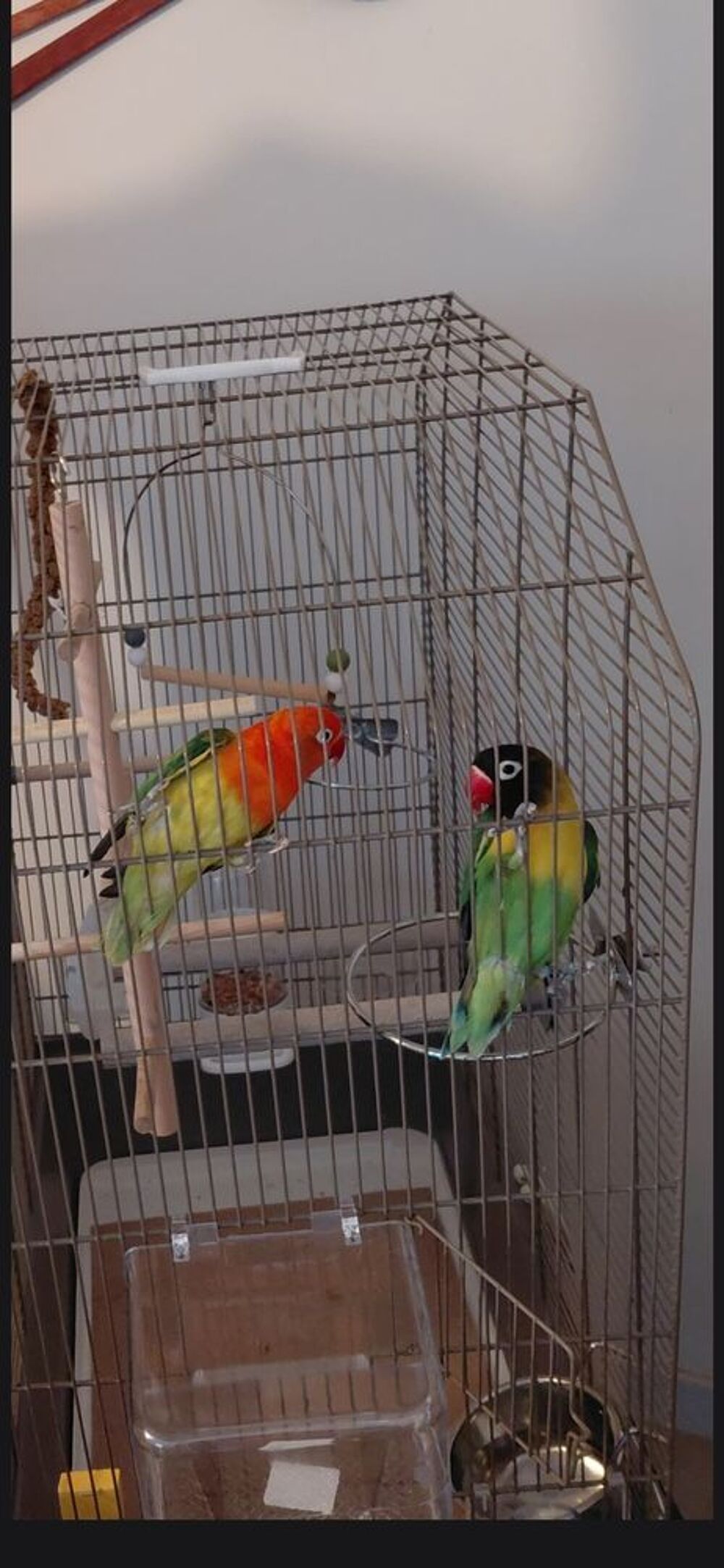   COUPLE D INSEPARABLES ET CAGE 