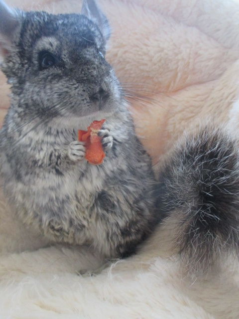 jeune chinchilla M&acirc;le 60 18340 Levet