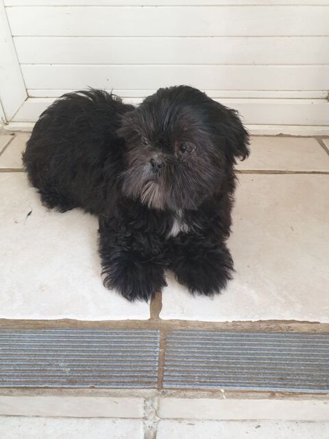 SPLENDIDE SHIH TZU M&agrave; "LE NOIR BLEUTE. 580 86400 Civray