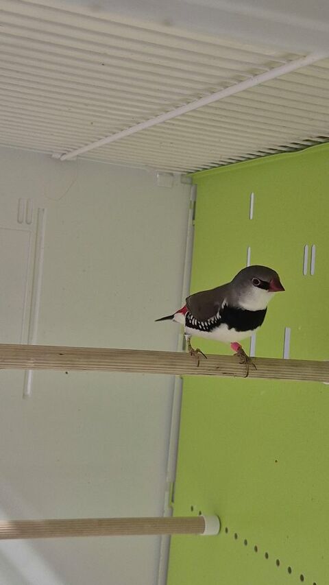 DIAMANT A GOUTELETTE 30 22940 Plaintel