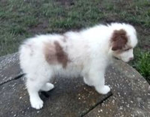   BERGER AUSTRALIEN CHIOT LOF 