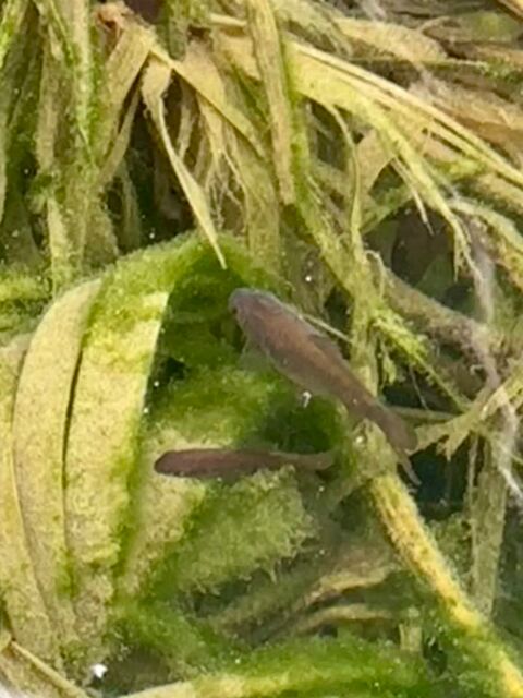 Poisson rouge 2 16330 Vervant