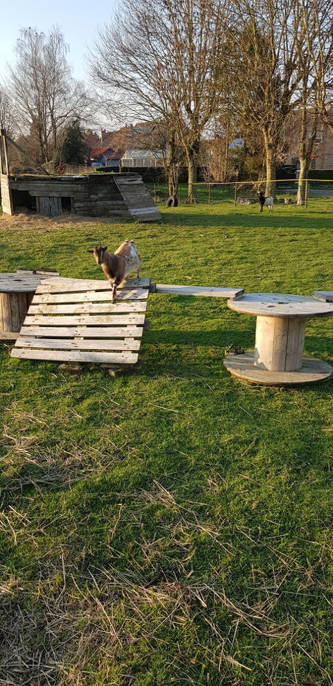 Chevre naine femelle 50 59270 Bailleul