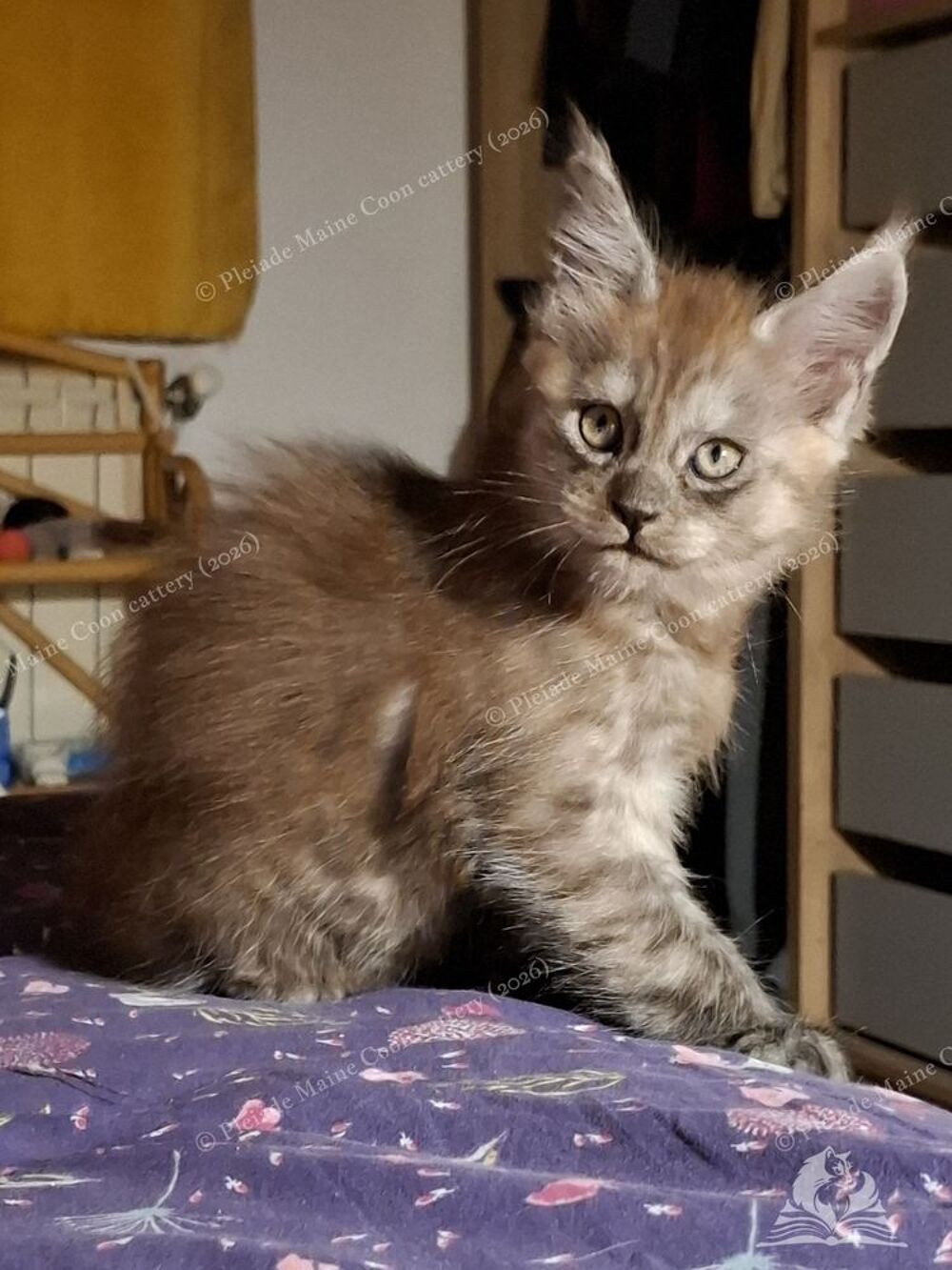   Chaton black smoke, fils de triple champion 