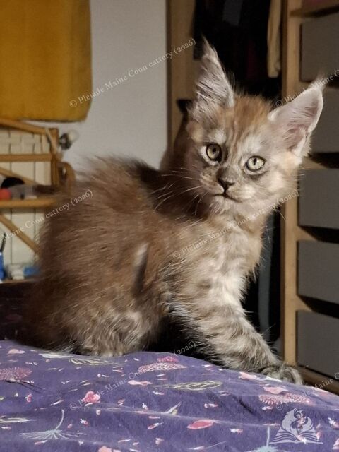 Chaton black smoke, fils de triple champion 1600 13015 Marseille