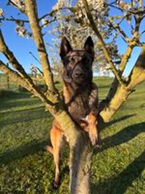   Saillie berger belge malinois  