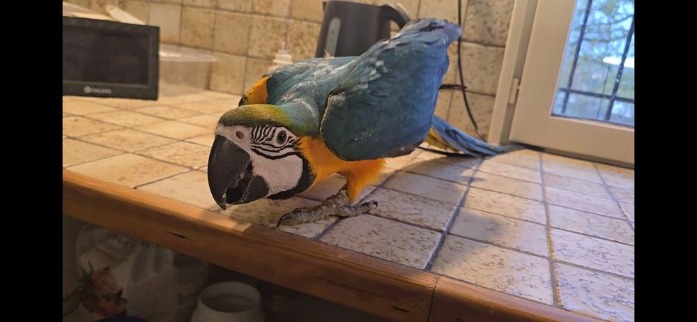   Jeune Ara Ararauna EAM 