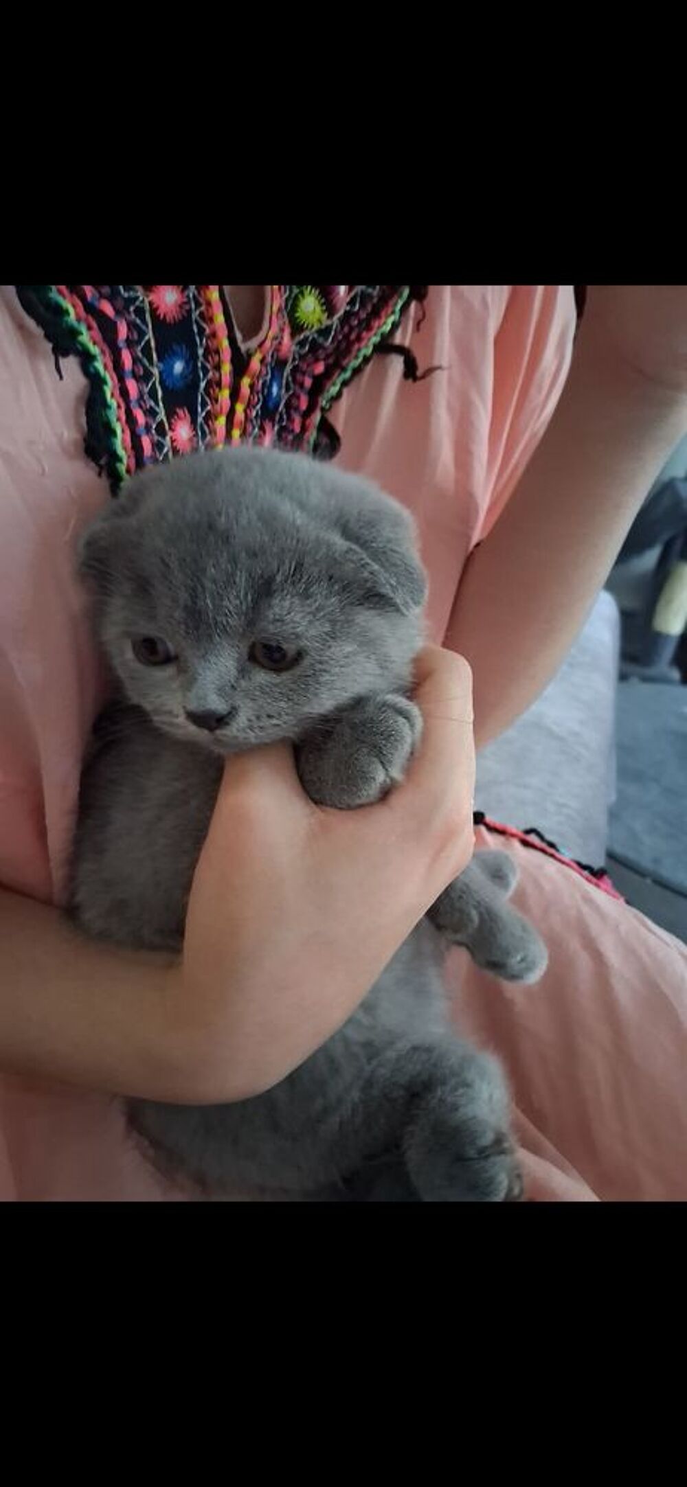   Magnifique chaton Scotisch fold 