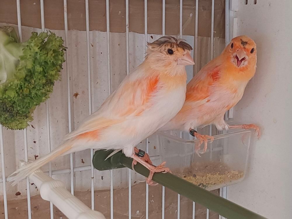  Beau couple Canari 77 
