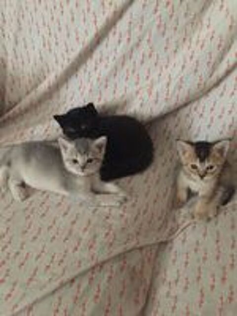   Chatons British Shorthair  