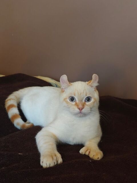 Alfie magnifique highlander (highland lynx) 94380 Bonneuil-sur-marne