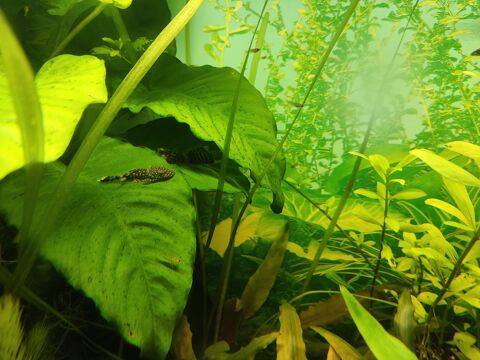 Ancistrus, Anentome helena, Guppys, Mousse de java, plantes 34170 Castelnau-le-lez
