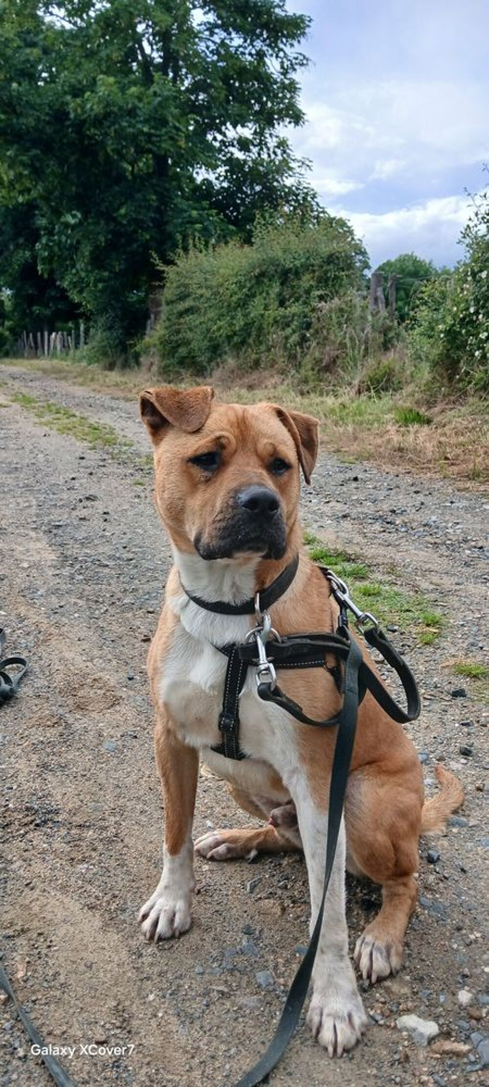   Chien typé dogue à l'adoption (don) 